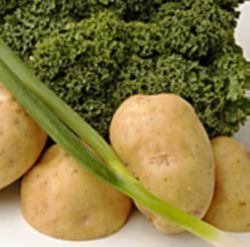 COLCANNON DELIGHT - Everyone thinks of corned beef and cabbage on St. Patrick's Day, but this unique Irish dish made with potatoes and kale can become the hit of the meal. Image of COLCANNON DELIGHT - Everyone thinks of corned beef and cabbage on St. Patrick's Day, but this unique Irish dish made with potatoes and kale can become the hit of the meal.