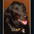Vinnie Here: Fanciful Conversations Between a Pastor and His Dog Image of Vinnie Here: Fanciful Conversations Between a Pastor and His Dog