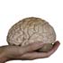 The human brain Image of The human brain