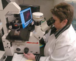 (Pictured: Justin Cardinal Rigali) 'The comments of tens of thousands of Americans opposing the destruction of innocent human life for stem cell research were simply ignored in this process. Even comments filed by the Catholic bishops’ conference and others against specific abuses in the draft guidelines were not addressed.' Image of (Pictured: Justin Cardinal Rigali) 'The comments of tens of thousands of Americans opposing the destruction of innocent human life for stem cell research were simply ignored in this process. Even comments filed by the Catholic bishops’ conference and others against specific abuses in the draft guidelines were not addressed.'