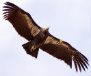After years of effort, the California condor is soaring again. Image of After years of effort, the California condor is soaring again.