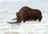 The woolly rhino and other woolly animals may have evolved in the Himalayan foothills. Image of The woolly rhino and other woolly animals may have evolved in the Himalayan foothills.