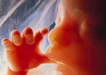 An unborn child of about 12 weeks of age. The defeat of Roe v. Wade is a possible outcome of every election year, and is as close as the nomination and confirmation of our next pro-life Supreme Court justices. Image of An unborn child of about 12 weeks of age. The defeat of Roe v. Wade is a possible outcome of every election year, and is as close as the nomination and confirmation of our next pro-life Supreme Court justices.