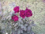 Image of