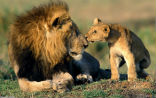 Lions once roamed as far afield as India, now they live in fewer and fewer places in Africa. Image of Lions once roamed as far afield as India, now they live in fewer and fewer places in Africa.