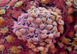 A fertilized egg made of stem cells. Image of A fertilized egg made of stem cells.
