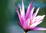 World Day of Peace Image of World Day of Peace