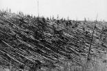 Even today, more than a century later, the Siberian forest remains littered with the fallen remains of 80 million trees, flattened in a single, fiery instant. Image of Even today, more than a century later, the Siberian forest remains littered with the fallen remains of 80 million trees, flattened in a single, fiery instant.