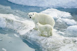 Animals, as well as people, are severely affected by climate change. Image of Animals, as well as people, are severely affected by climate change.