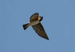 Cliff swallows are the latest animal to demonstrate Darwin's theory in action. Image of Cliff swallows are the latest animal to demonstrate Darwin's theory in action.