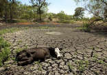 Severe drought is affecting the entire nation of Brazil as cool waters off the coast suppress quenching storms. Image of Severe drought is affecting the entire nation of Brazil as cool waters off the coast suppress quenching storms.