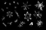 Some of the snowflakes captured on film. Image of Some of the snowflakes captured on film.
