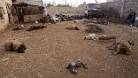 Dead barnyard animals betray the use of chemical nerve agents. Image of Dead barnyard animals betray the use of chemical nerve agents.