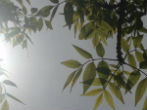 Trees will certainly benefit from the CO2. Image of Trees will certainly benefit from the CO2.