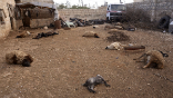 Farm animals that died where they stood, are evidence that chemical weapons have been used in Syria. Image of Farm animals that died where they stood, are evidence that chemical weapons have been used in Syria.