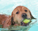 Pets can also be endangered by extreme weather, but people often forget about them as they relax under their coolers. Image of Pets can also be endangered by extreme weather, but people often forget about them as they relax under their coolers.
