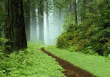 Narrow Path in the California Forest Image of Narrow Path in the California Forest