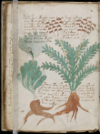 The Voynich Book has baffled readers for centuries. Image of The Voynich Book has baffled readers for centuries.