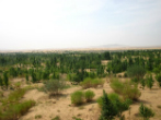 Deserts are seeing more green foliage as a result of global CO2 emissions. Image of Deserts are seeing more green foliage as a result of global CO2 emissions.