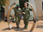 Enforcement officials pose with seized ivory. Image of Enforcement officials pose with seized ivory.
