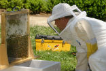Research suggests that fungicides play a distinct role in Colony Collapse Disorder. Image of Research suggests that fungicides play a distinct role in Colony Collapse Disorder.
