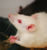 Do rats pray as well? Would that serve as proof for God? Image of Do rats pray as well? Would that serve as proof for God?