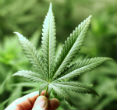 Hemp has many uses, but must first stave off its image as an illegal drug before it will be legitimized again. Image of Hemp has many uses, but must first stave off its image as an illegal drug before it will be legitimized again.