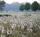 A Field of Dandelions. Image of A Field of Dandelions.