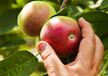 Nothing is better than a fresh picked Macintosh apple. Image of Nothing is better than a fresh picked Macintosh apple.