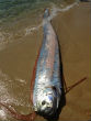 Do oarfish at the surface portend disaster? Their presence isn't normal. Image of Do oarfish at the surface portend disaster? Their presence isn't normal.