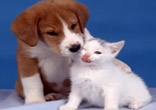 Very cute kitten and puppy Image of Very cute kitten and puppy