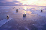 Polar bears are the poster children of global warming. The tundra to their south is melting at an unprecedented pace and releasing trapped methane into the atmosphere. Image of Polar bears are the poster children of global warming. The tundra to their south is melting at an unprecedented pace and releasing trapped methane into the atmosphere.