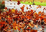 Like swirling leaves, we get caught up in our own frustrations. Image of Like swirling leaves, we get caught up in our own frustrations.