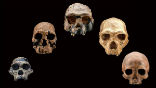 Many branches of the human evolutionary tree are founded on little more than a few bone fragments. However, DNA is helping to fill in major gaps. Image of Many branches of the human evolutionary tree are founded on little more than a few bone fragments. However, DNA is helping to fill in major gaps.