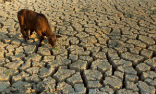 This is not an image from a third world country, but rather from drought conditions in Texas, in 2011. Such conditions now persist in California where much of the food for the western USA is grown. Image of This is not an image from a third world country, but rather from drought conditions in Texas, in 2011. Such conditions now persist in California where much of the food for the western USA is grown.