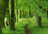 Walking in God's garden. Image of Walking in God's garden.