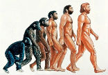 The theory of human evolution by natural selection is well beyond debate in credible scientific circles, but the finer points can have scientists sparring for years. Image of The theory of human evolution by natural selection is well beyond debate in credible scientific circles, but the finer points can have scientists sparring for years.