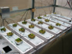 Scientists are already testing how plants could grow on Mars in laboratories on Earth. Image of Scientists are already testing how plants could grow on Mars in laboratories on Earth.