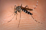 Malaria, transmitted by mosquitoes, kills one child every minute. Image of Malaria, transmitted by mosquitoes, kills one child every minute.