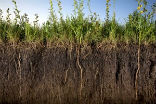 The soil beneath our feet may contain more carbon than previously estimated, increasing the impact of human activity on climate change, Image of The soil beneath our feet may contain more carbon than previously estimated, increasing the impact of human activity on climate change,