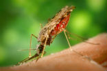 Mosquitoes carry many fatal human diseases. Image of Mosquitoes carry many fatal human diseases.
