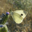 The study focused on butterflies and dragonflies specifically. This The Southern Small White (Pieris mannii) has expanded its range northward into new regions as the climate has warmed. Image of The study focused on butterflies and dragonflies specifically. This The Southern Small White (Pieris mannii) has expanded its range northward into new regions as the climate has warmed.