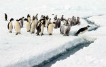 Penguins are not the only creatures to be impacted by climate change. Our entire civilization is endangered. Image of Penguins are not the only creatures to be impacted by climate change. Our entire civilization is endangered.