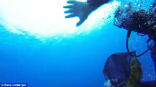 Rene Umberger was attacked by another diver while she was filming coral reefs 50 feet under the water. Image of Rene Umberger was attacked by another diver while she was filming coral reefs 50 feet under the water.