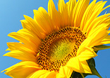 Sunflowers are a gift from. Image of Sunflowers are a gift from.