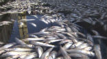 The mass of dead fish was great for the pelicans, but bad for most everyone else. Image of The mass of dead fish was great for the pelicans, but bad for most everyone else.