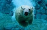 A polar bear in an aquarium, because the others will be extinct. Image of A polar bear in an aquarium, because the others will be extinct.