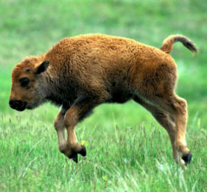 Bison calves are playful and eager to roam free. Image of Bison calves are playful and eager to roam free.