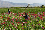 Afghan farmers work their fields, just as they have since the time of Alexander the Great. Image of Afghan farmers work their fields, just as they have since the time of Alexander the Great.