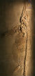 The ichthyosaurs is believed to have evolved from reptiles on land. Image of The ichthyosaurs is believed to have evolved from reptiles on land.